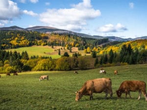 Photo de bovins en face d'une montagne - La Boucherie de Lacanau